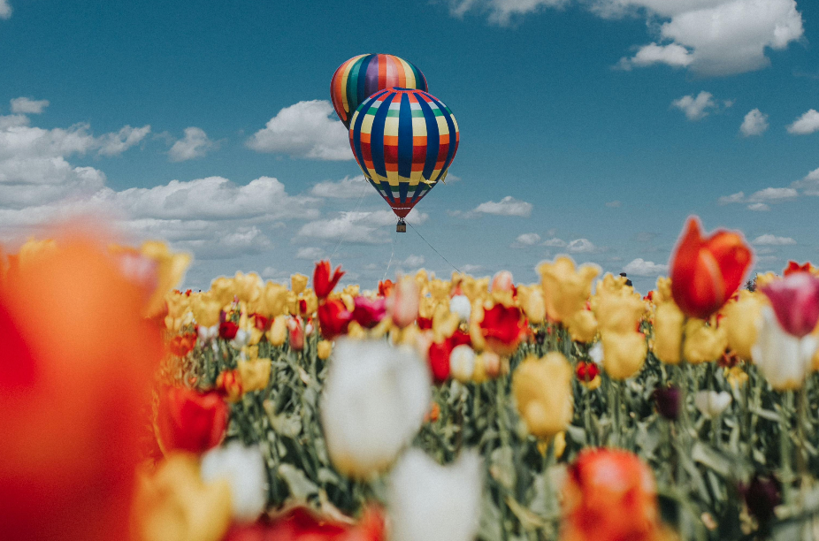 Paisaje de flores, tulipanes, en primavera 
